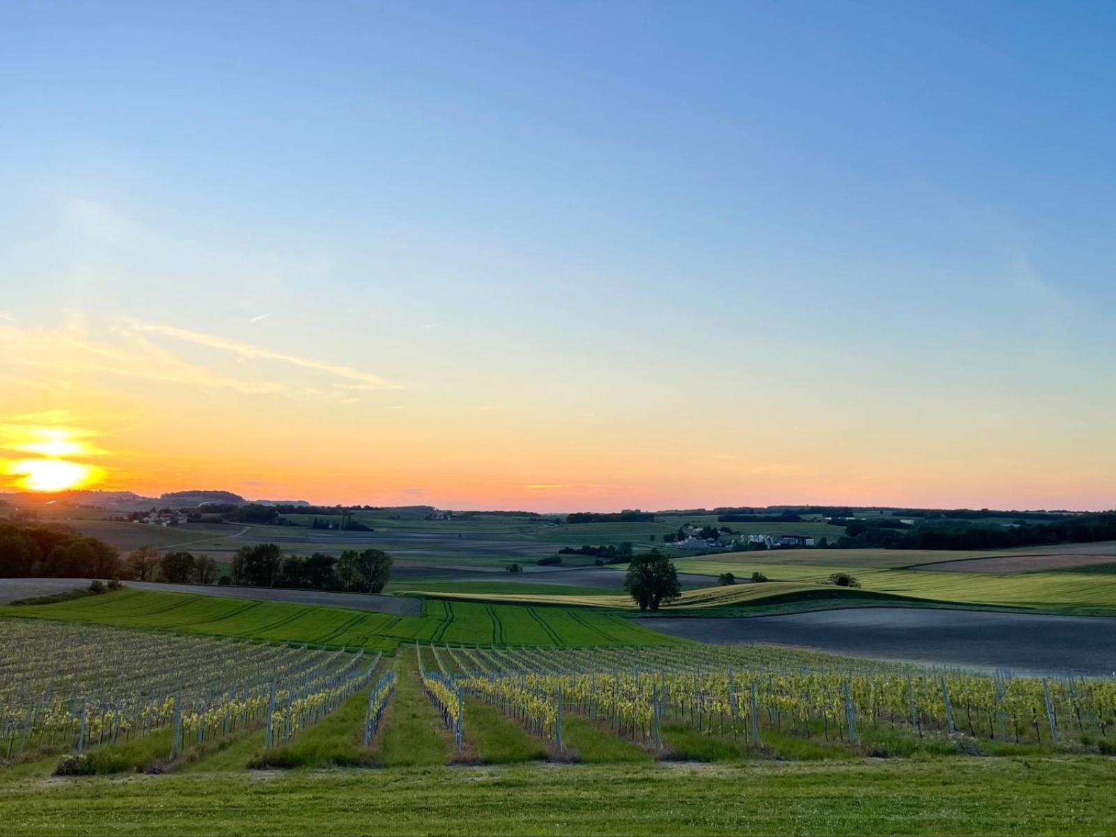 Paradis Des Vignes Birac  Bilik gambar
