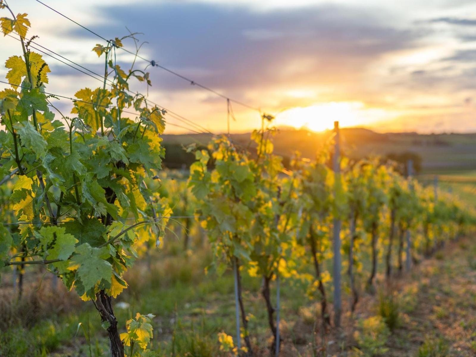 Paradis Des Vignes Birac  Bilik gambar