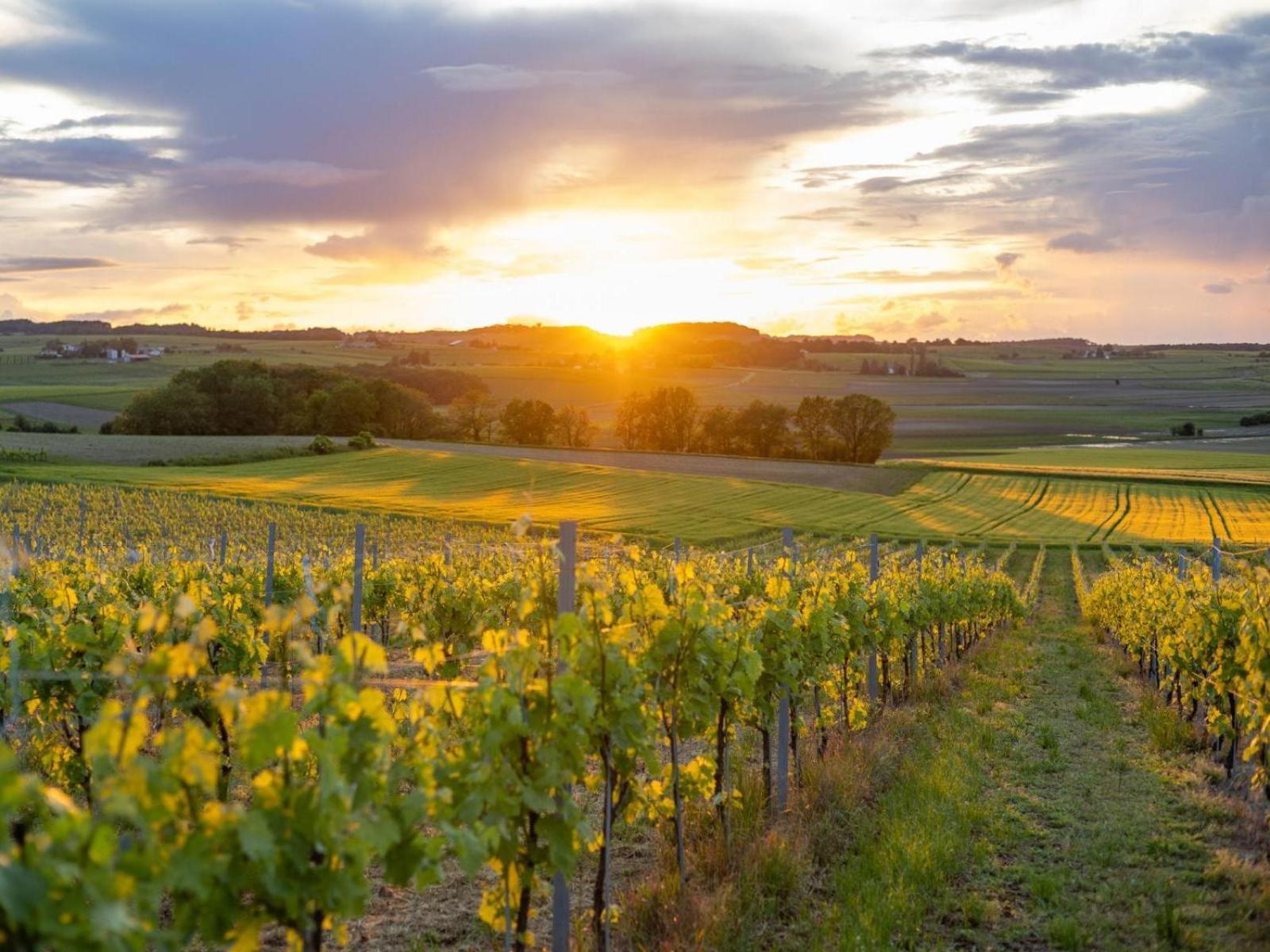 Paradis Des Vignes Birac  Bilik gambar